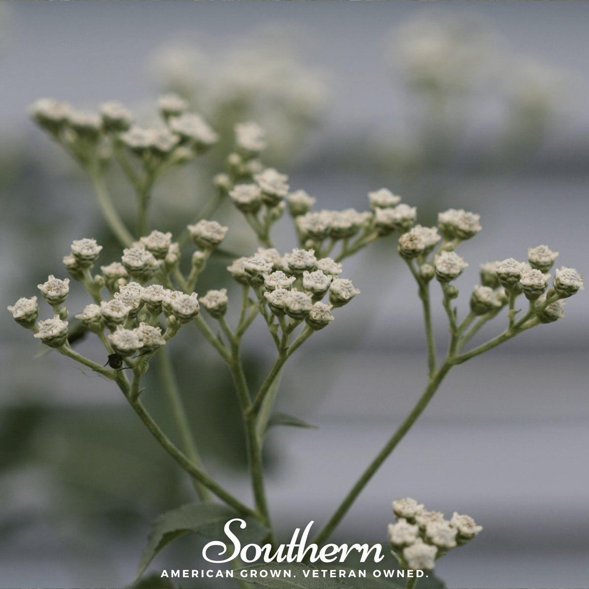 Wild Quinine Seeds - Native Perennial with White Pearl-Like Flowers, Drought Tolerant, Parthenium integrifolium, Prairie & Meadow Planting