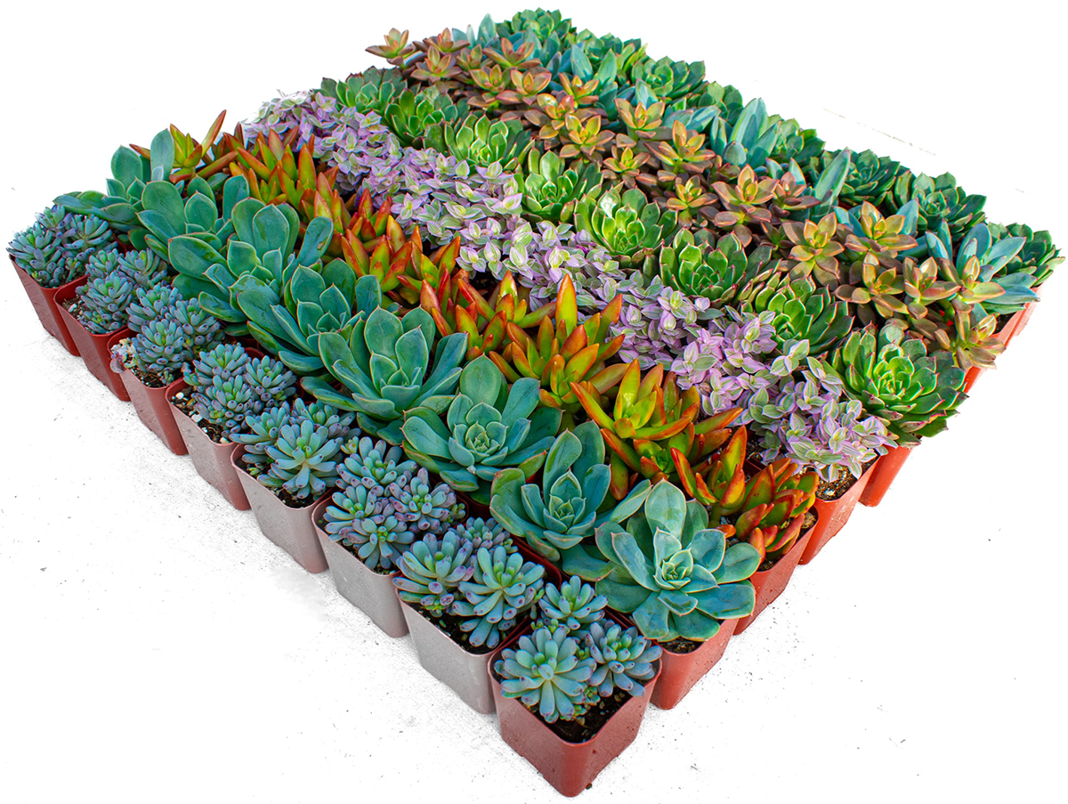 Bulk 2 Inch Succulent Plants Assorted Varieties Live Healthy Rooted Succulents for Events & Gifts