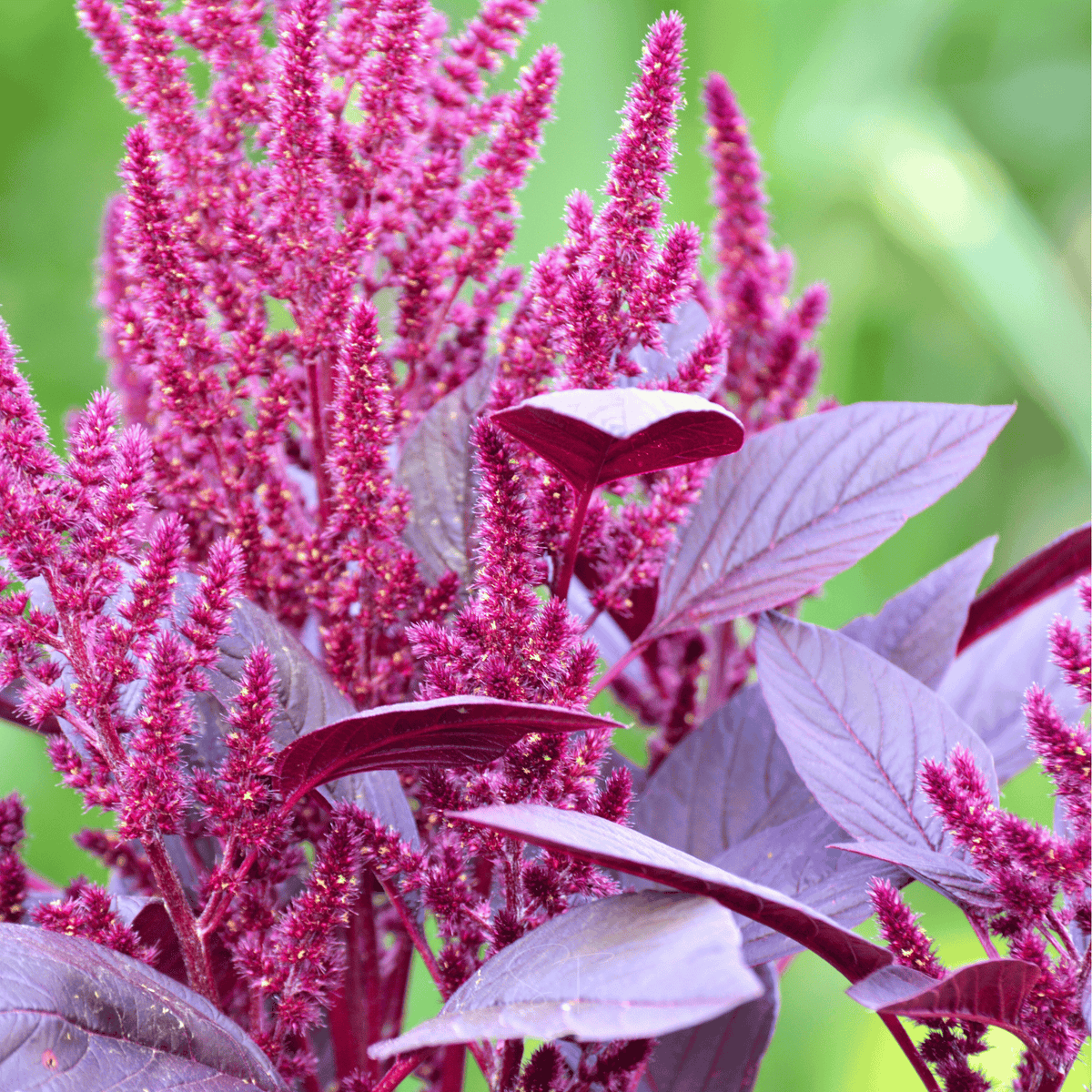 Red Garnet Amaranth Seeds – Heirloom, Edible Leaves & Grain, Tall Ornamental Plant, Amaranthus tricolor, 250 Seeds