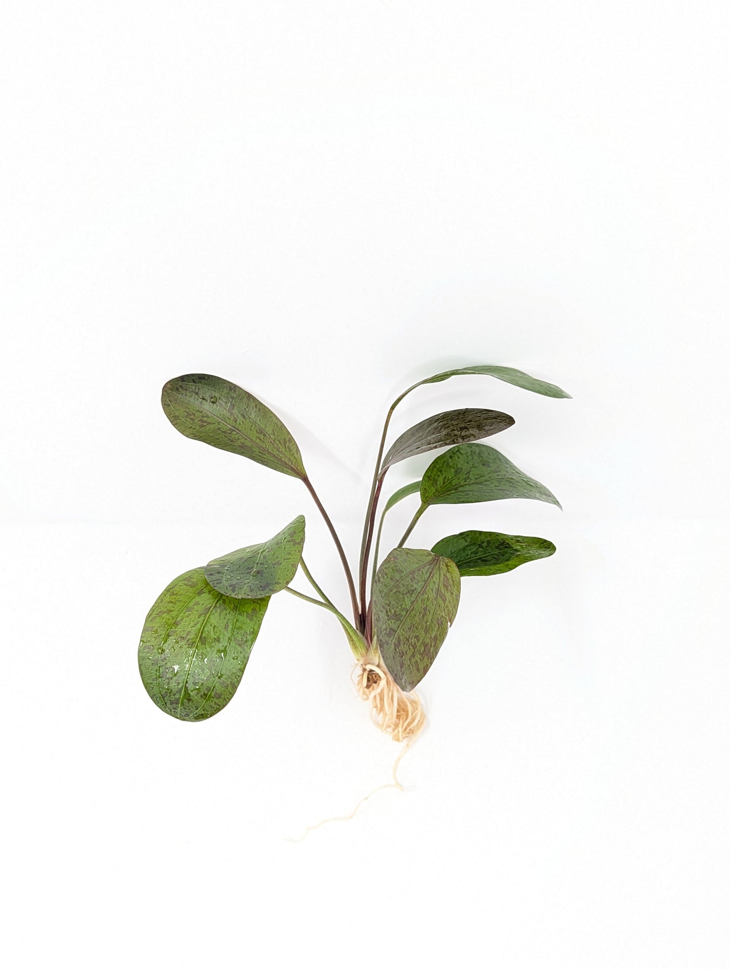 Red Flame Sword | Echinodorus