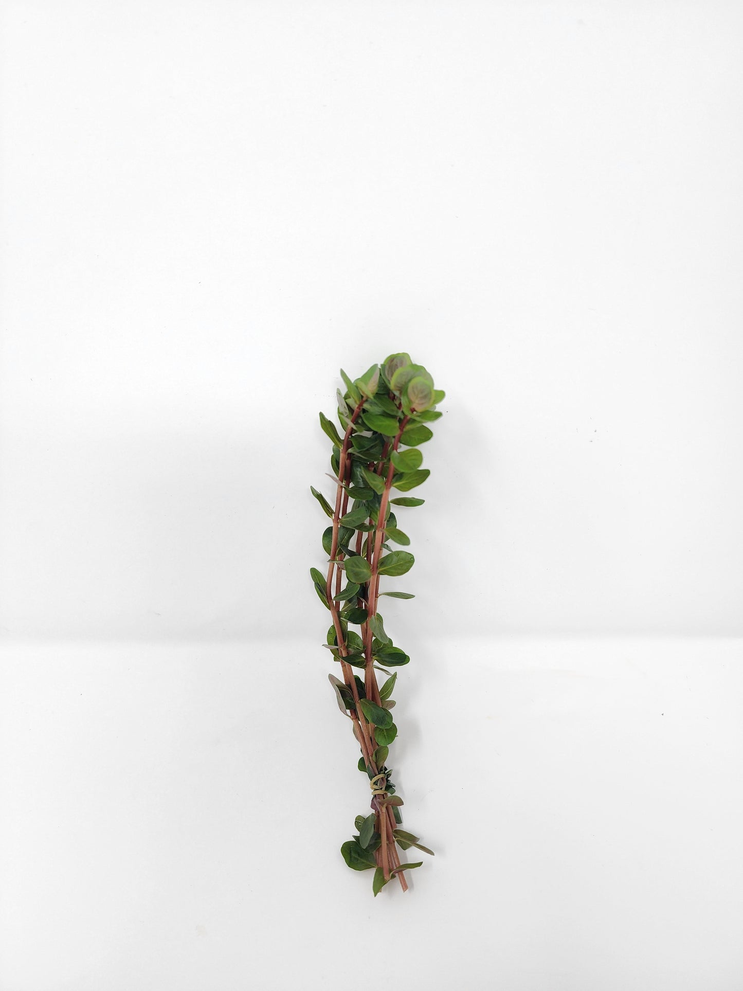 Rotala Blood Red