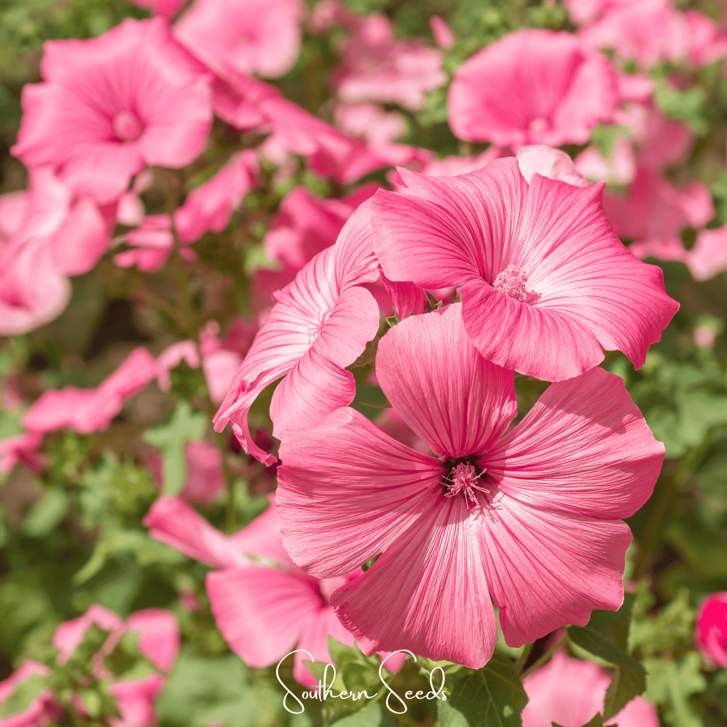 Loveliness Rose Mallow Seeds – 50 Heirloom Annual Flower for Pollinators – Hibiscus moscheutos
