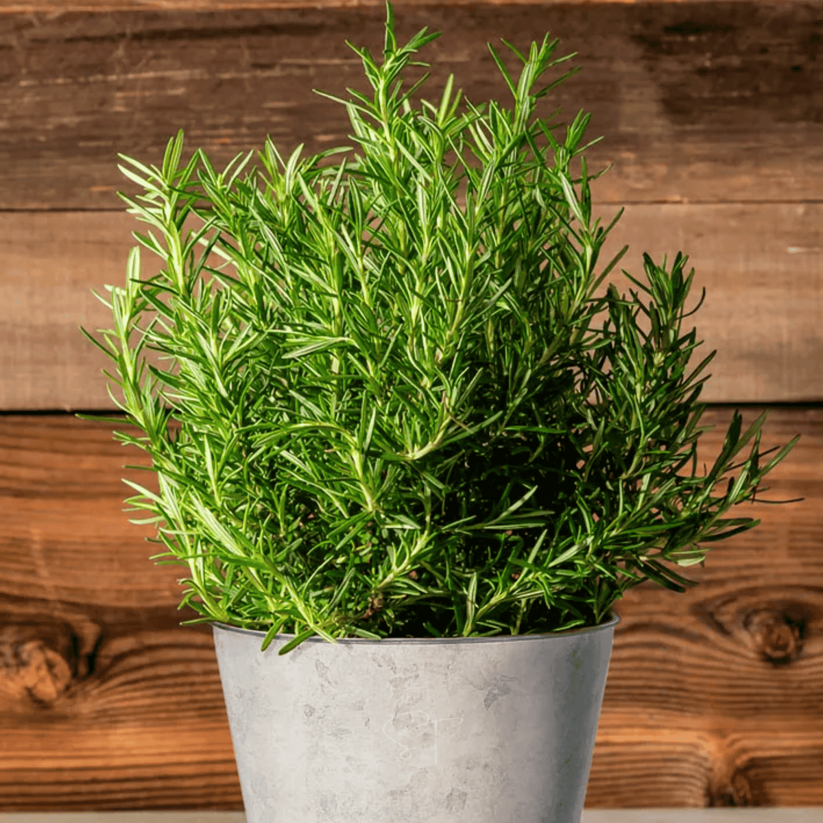 Rosemary Seeds 50 Pack Heirloom Salvia rosmarinus Aromatic Evergreen Herb for Cooking & Garden