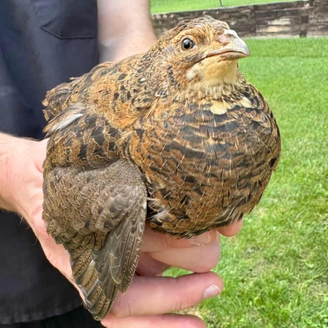 Fertile Quail Eggs – Choose Your Variety