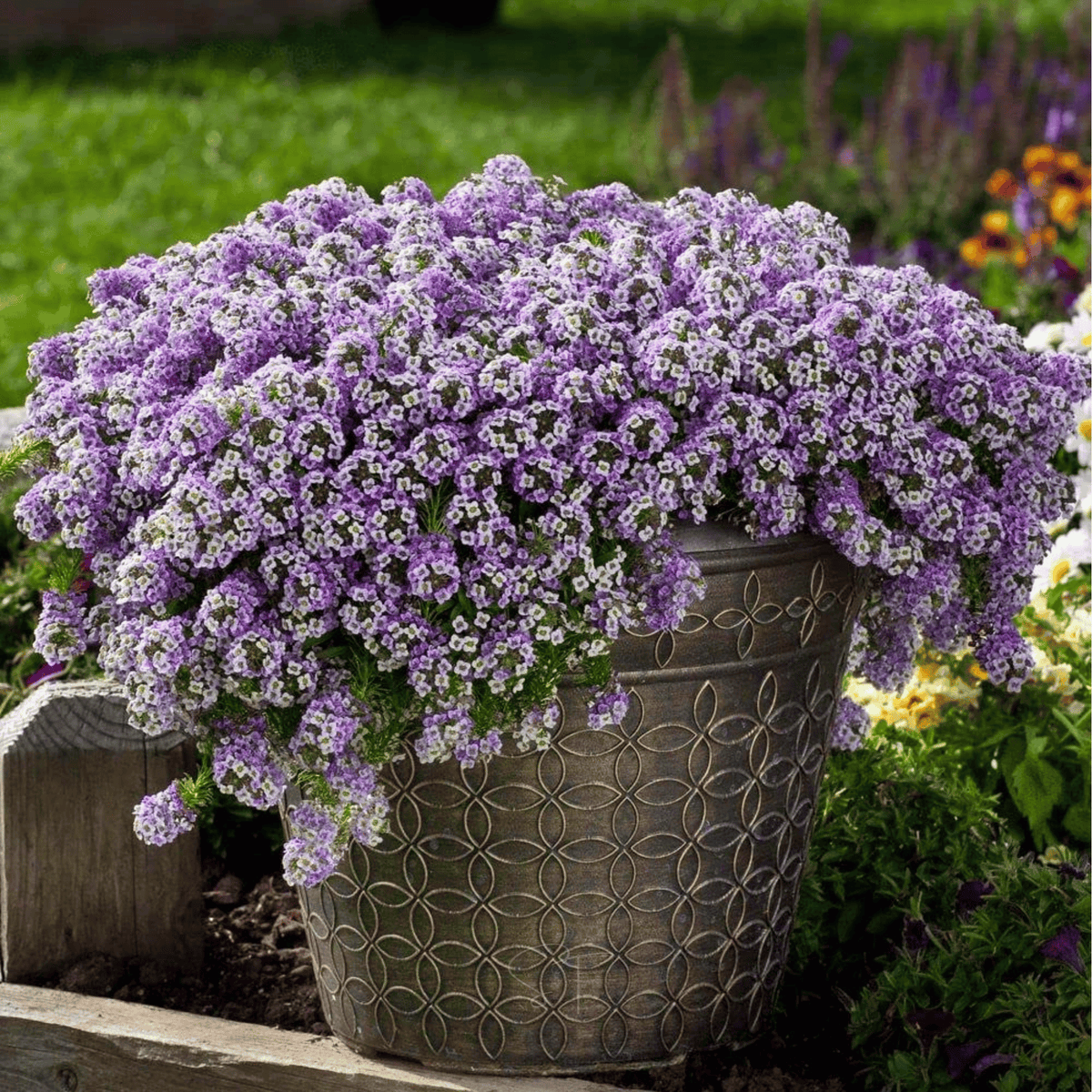 Royal Carpet Alyssum Seeds – 100 Fragrant Purple Flowers, Low-Growing Annual Lobularia maritima for Containers & Gardens