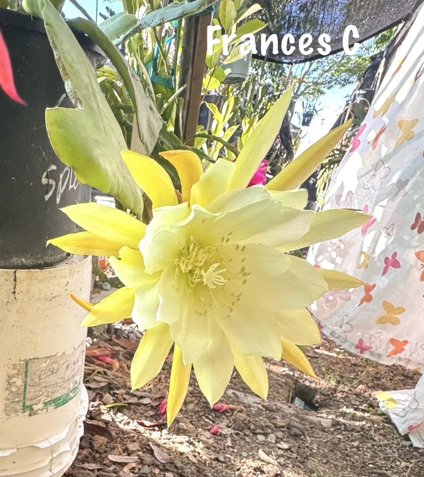 Epiphyllum Orchid Cactus Succulents – 2 Potted Plants – Exotic Flowers – Indoor & Outdoor Houseplants – Epiphyllum spp.