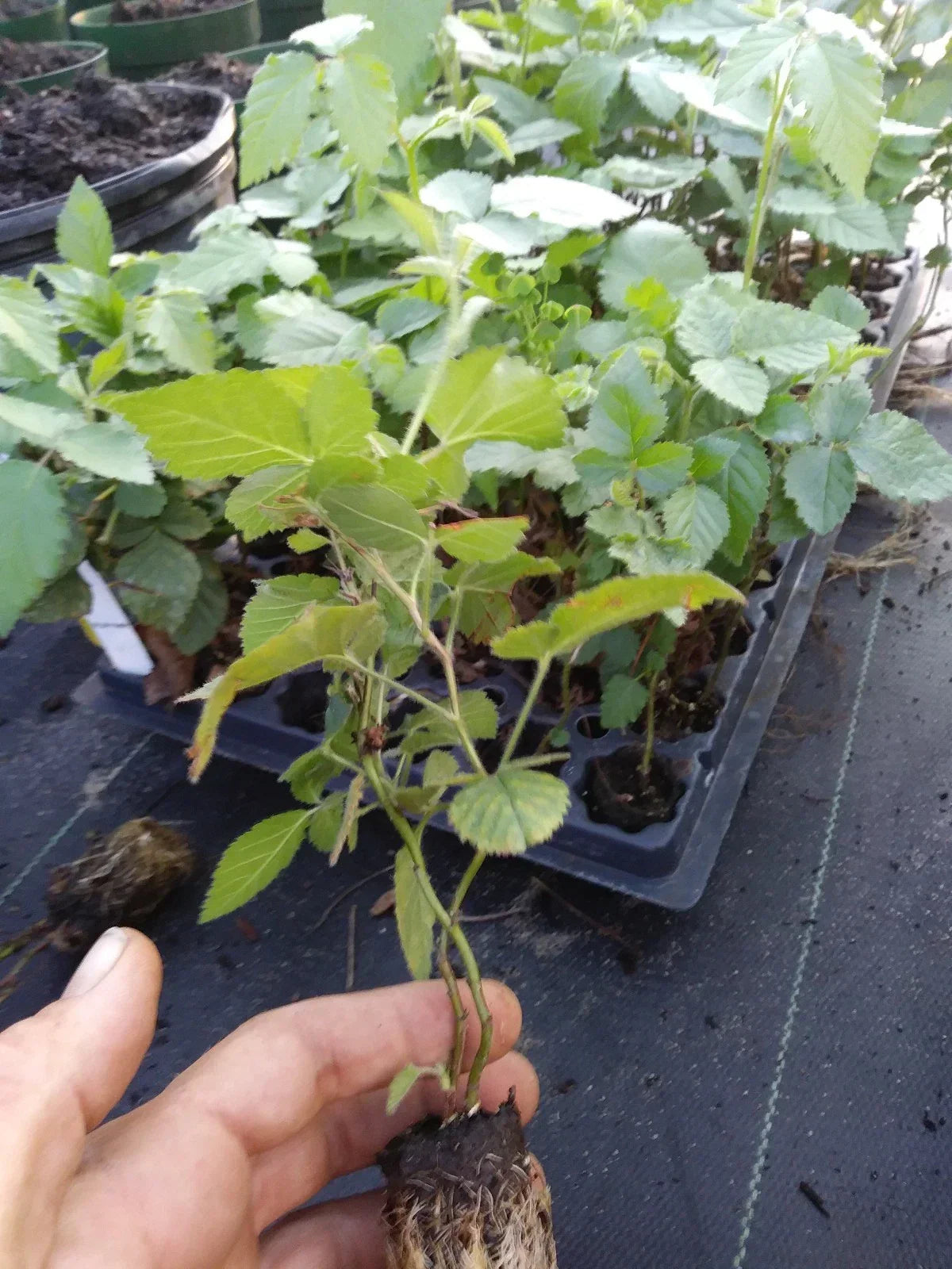 Chester Thornless Blackberry Plant - Non-GMO, Pesticide-Free Edible Gardening