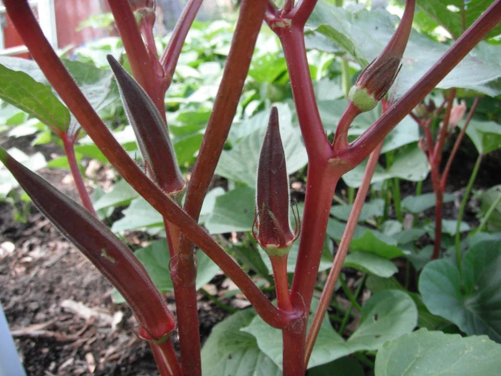 Red Burgundy Okra Seeds - Non-GMO Heirloom, Abelmoschus esculentus, Vibrant Red Pods, Easy to Grow, Bountiful Harvest