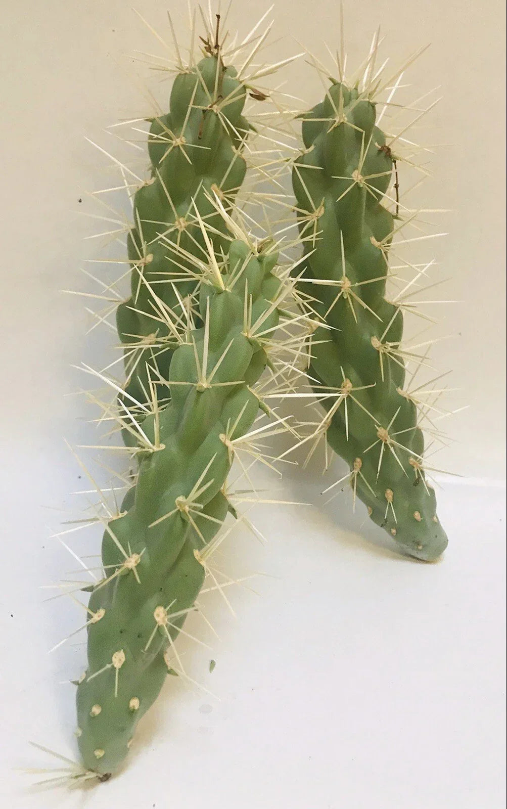 Live Cholla Cactus Cuttings - 3 Jumping Cholla Plants - Desert Native Cylindropuntia Fulgida for Indoor/Outdoor Gardens