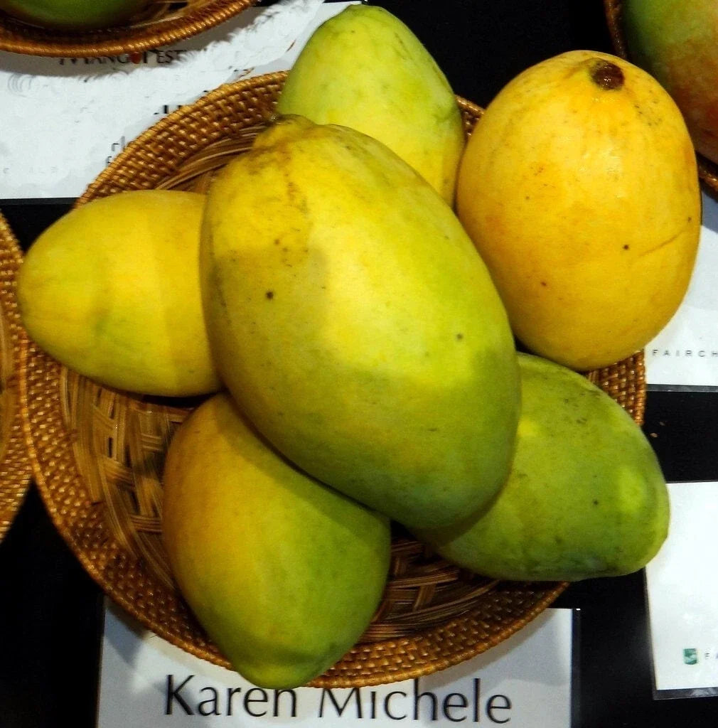Grafted Mango Plant 3G Pot Karen Michelle Mangifera indica Tropical Fruit Tree
