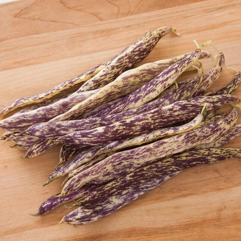 Dragon's Tongue Bean Seeds - 20 Heirloom Seeds for Planting - Phaseolus vulgaris