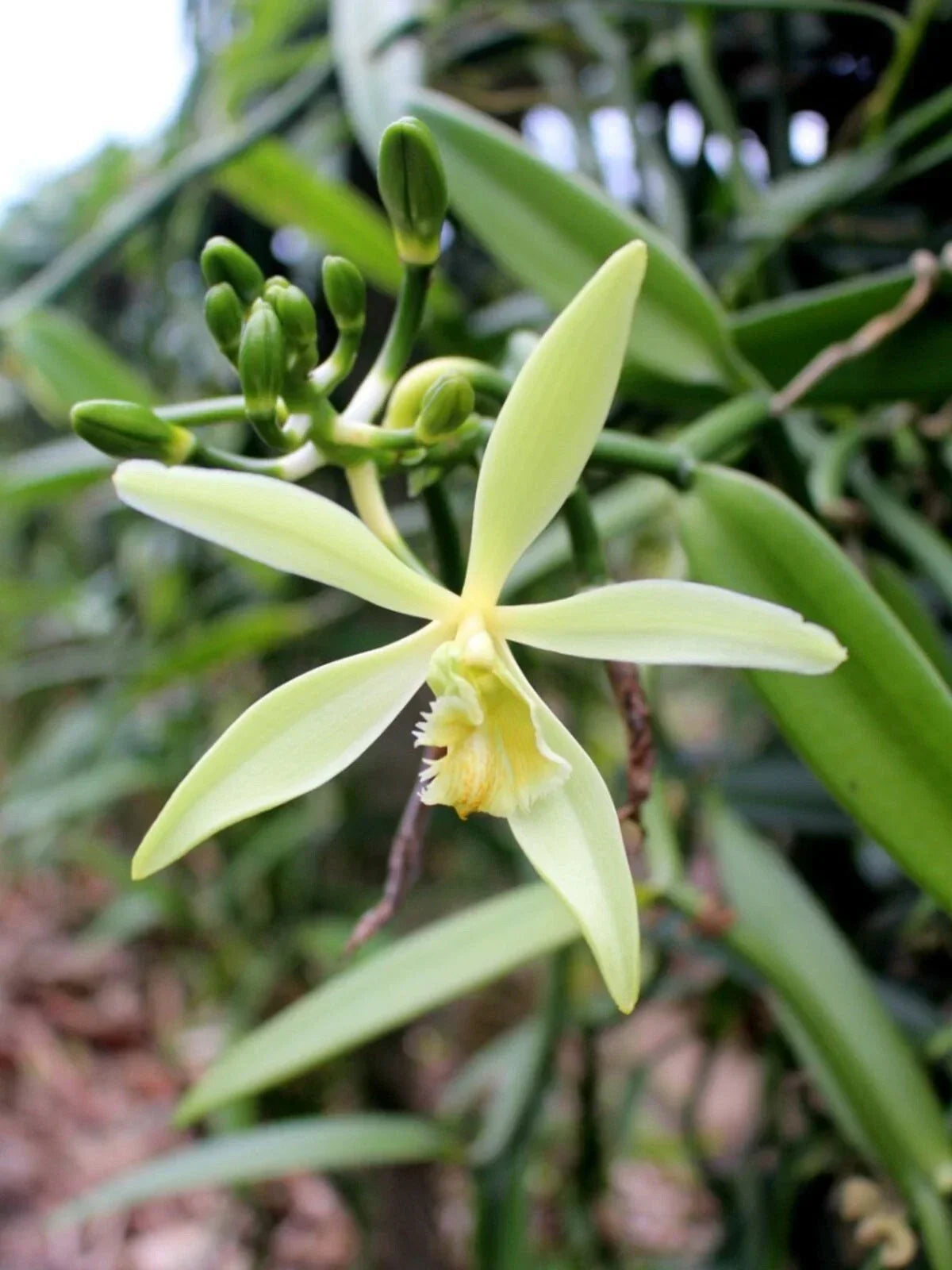 Organic Vanilla Orchid Starter Plant - Vanilla planifolia in 2.5x3.5 Pot
