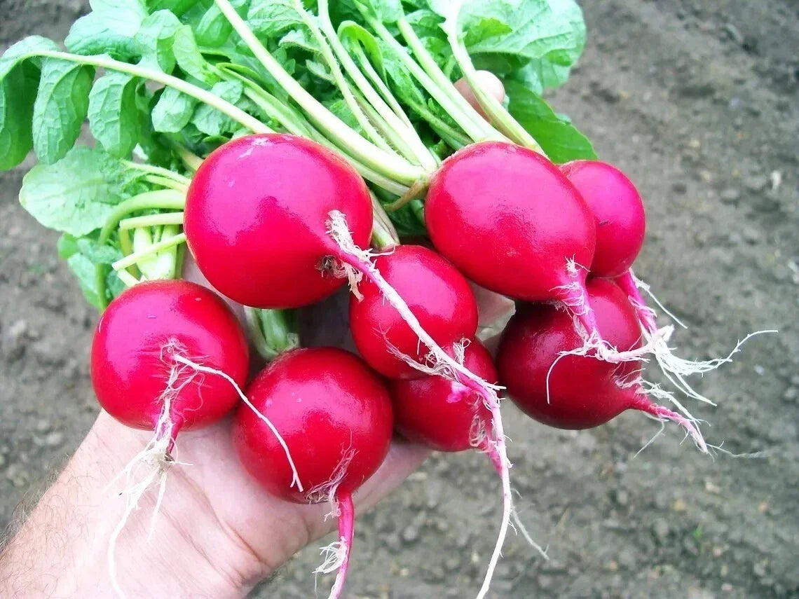Cherry Belle Radish Seeds - Organic Non-GMO Heirloom Vegetable Seeds for Gardening, 100 Pack