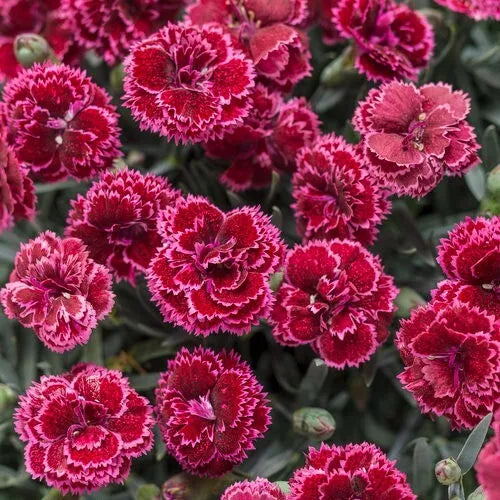 Black Cherry Carnation Seeds - 100 Perennial Dianthus caryophyllus Flower Seeds for Garden, Borders, Containers, Vibrant Dark Red Blooms
