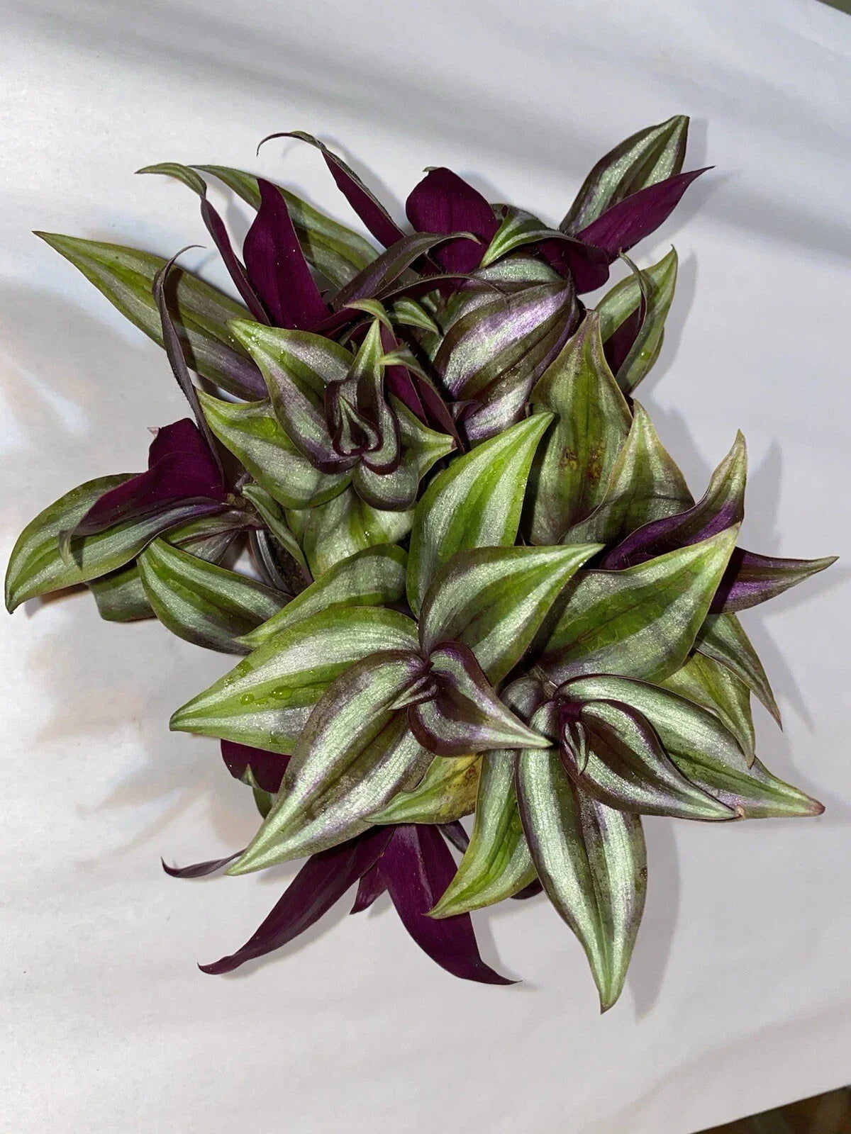 Wandering Jew Plant Cuttings - 10 Rooted Tradescantia zebrina Indoor Houseplant, Trailing Vine, Variegated Foliage