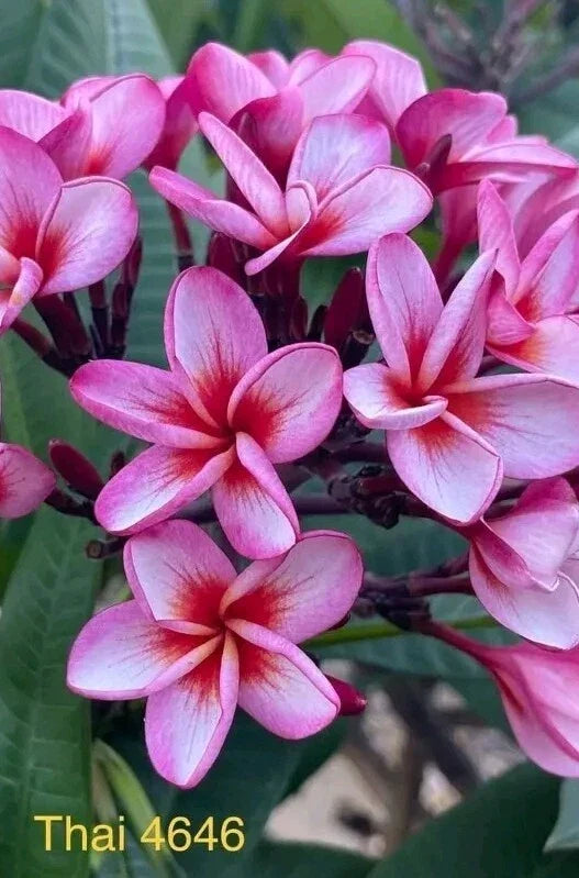 Pink Thai Plumeria Plant - Rooted 3 Inch Pot, Fragrant Flowering Shrub, Plumeria rubra, Tropical Garden, Patio, Indoor Plant