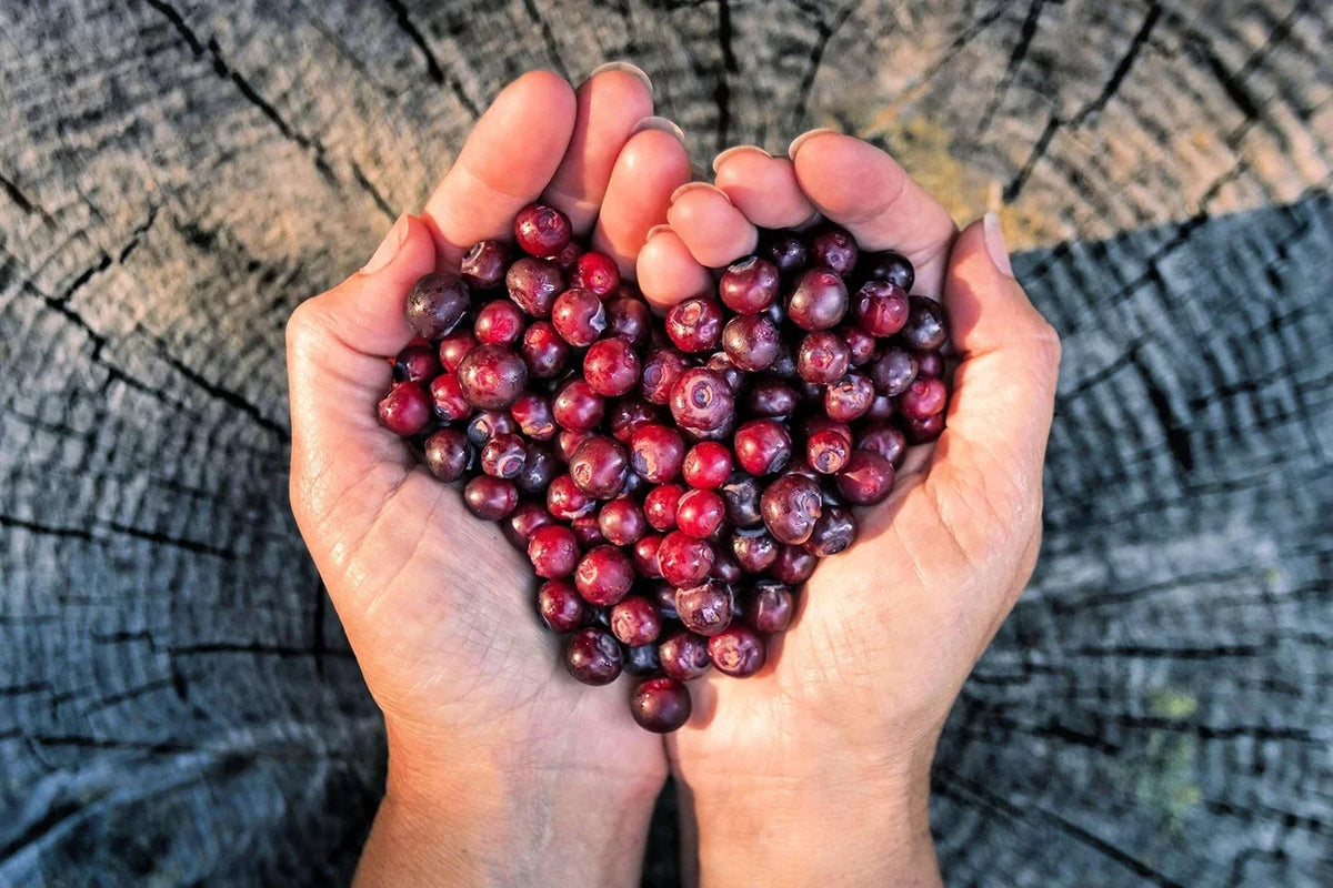 Huckleberry Seeds for Planting - 30 Non-GMO Fruit Seeds - Vaccinium membranaceum - Organic Garden Starter Kit