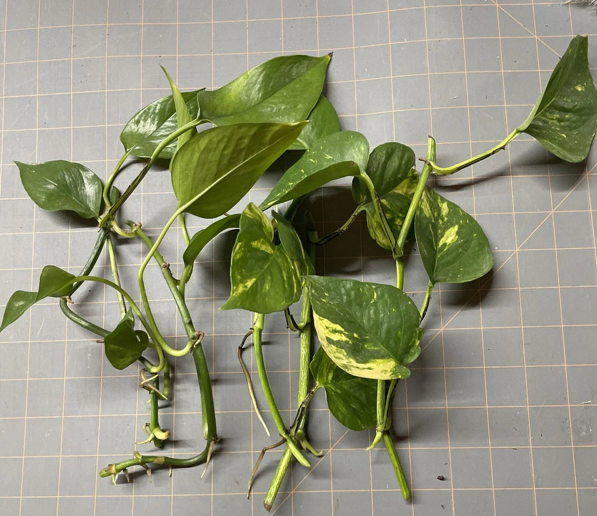 Golden Pothos Plant Rooted Cuttings – Epipremnum aureum – 5 Healthy Indoor Greenery Plants for Low Light & Air Purification