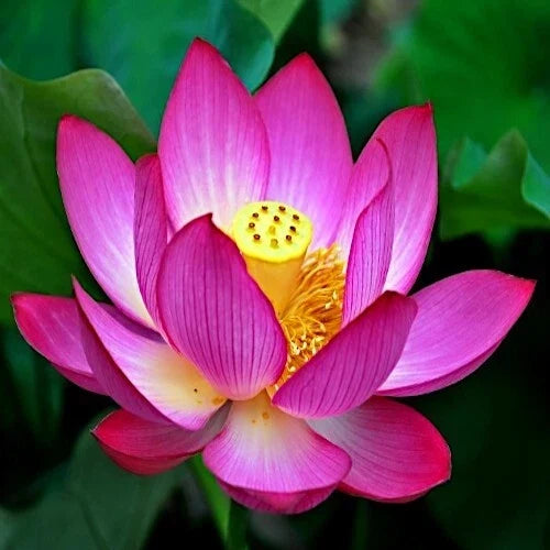 Sacred Lotus Flower Seeds - Edible Aquatic Water Lily - Nelumbo nucifera - Water Garden, Pond, Container Plant