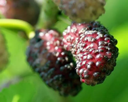 Dwarf Everbearing Mulberry Tree Live Plant - Morus nigra Edible Fruit, Compact Size for Small Gardens & Containers