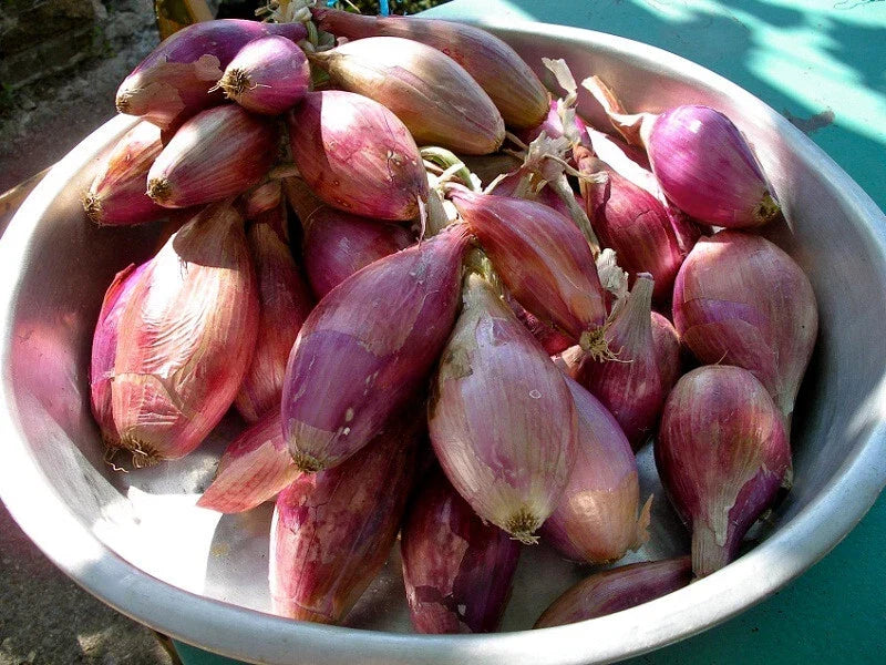 Torpedo Onion Seeds - 500+ Non-GMO Allium cepa Seeds for Home Garden - USA Grown