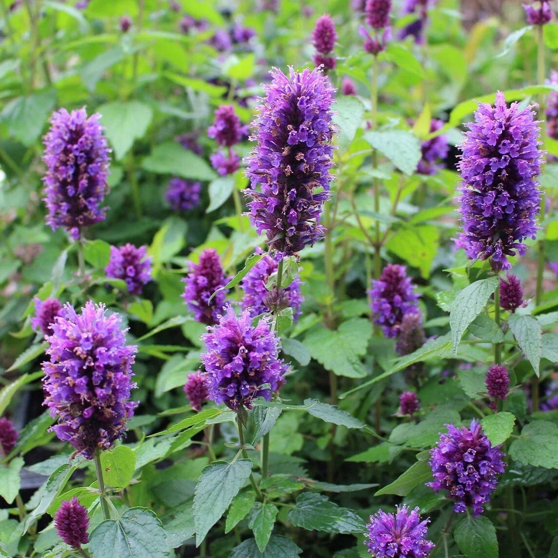 Agastache 'Blue Boa' Live Plant Plug - Hummingbird Mint Perennial Herb for Pollinators