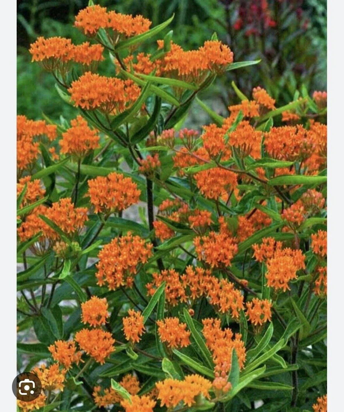 Butterfly Weed Plants - 5 Bare Root Asclepias Tuberosa - Monarch Perennial - Organically Grown