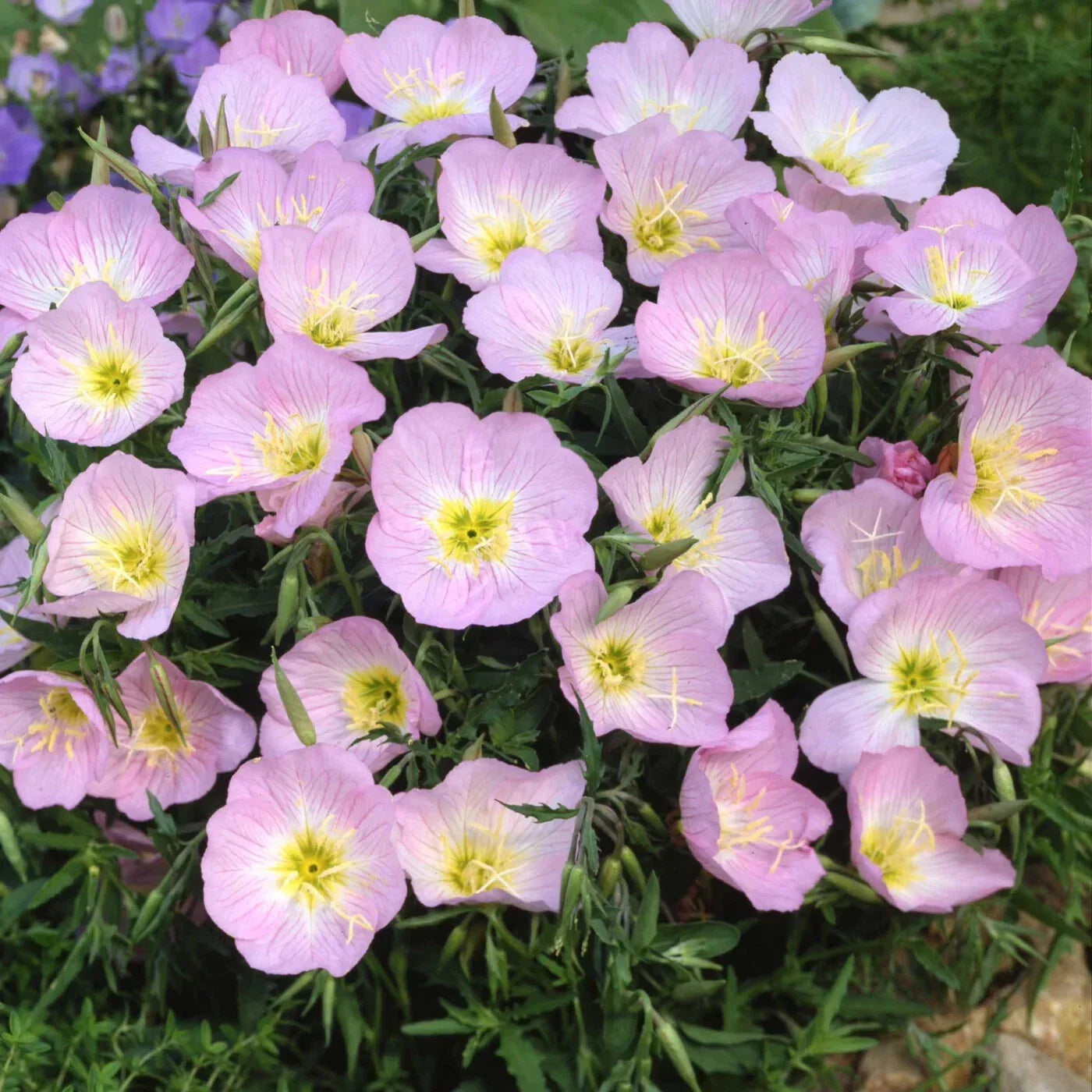 Showy Evening Primrose Seeds, Pink Flowers, Mexican Primrose, Amapola, Oenothera speciosa, Perennial, Full Sun, Free Shipping