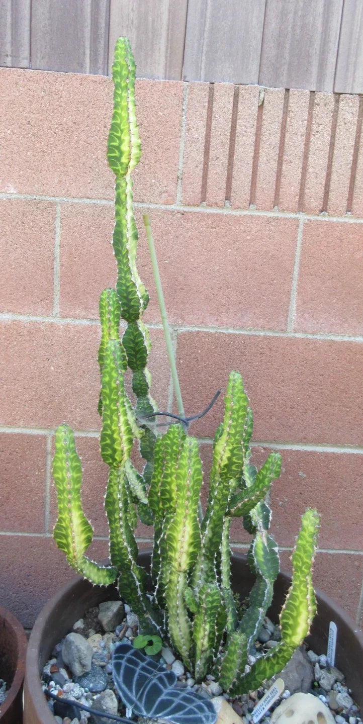 Euphorbia 'Watusi' Cutting – Rare Hybrid Succulent, 6-Inch Houseplant for Collectors, Drought-Tolerant, Indoor or Outdoor Display