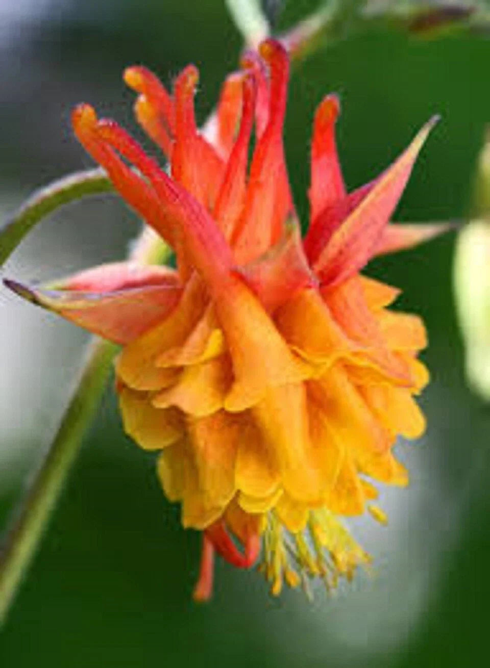 Double Orange Yellow Columbine Seeds - Perennial Flower Seeds, Aquilegia chrysantha, Vibrant Blooms, Pollinator Attractant, 50 Seeds
