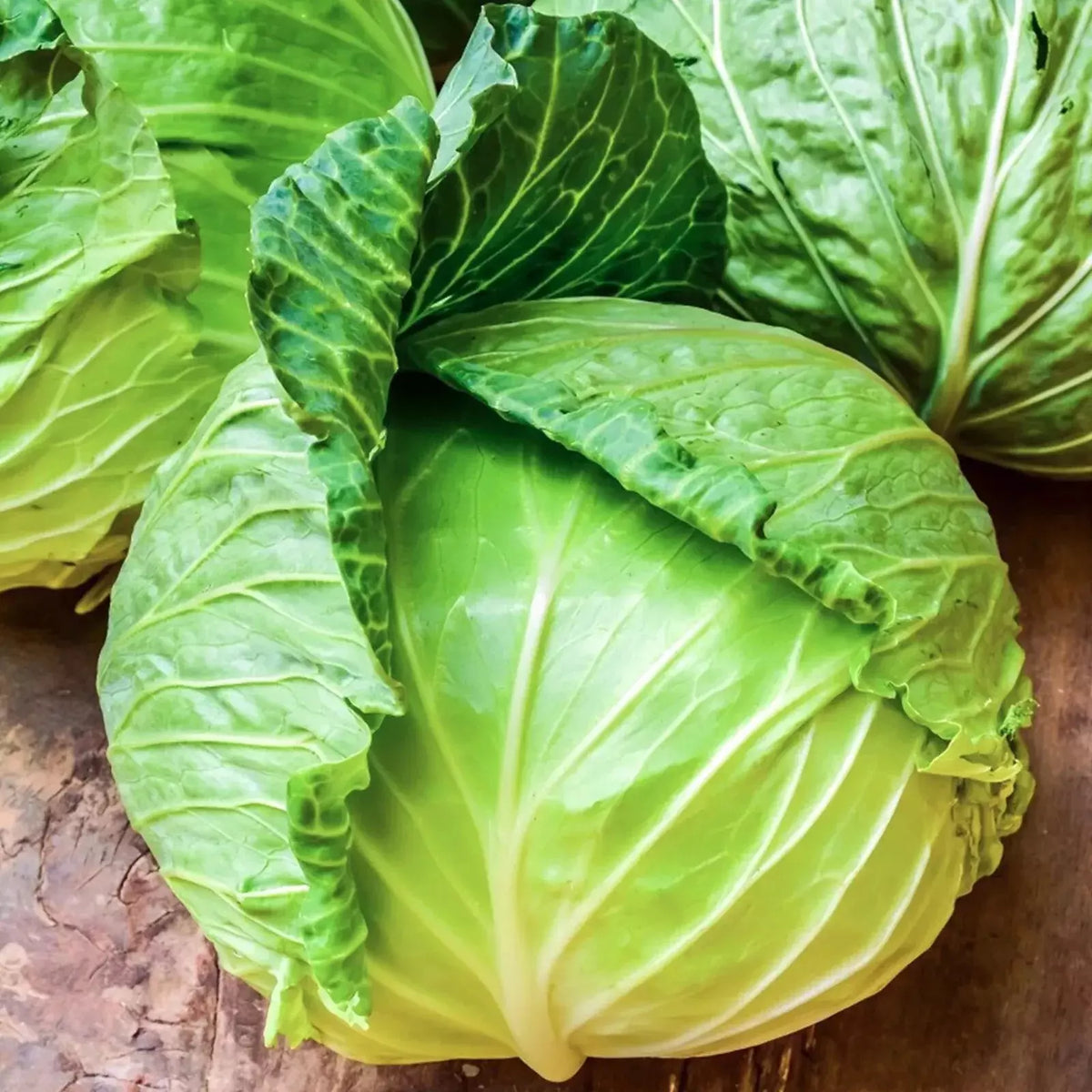 Golden Acre Cabbage Seeds – Heirloom, Non-GMO, 200+ Fresh Brassica oleracea Seeds for Garden Planting