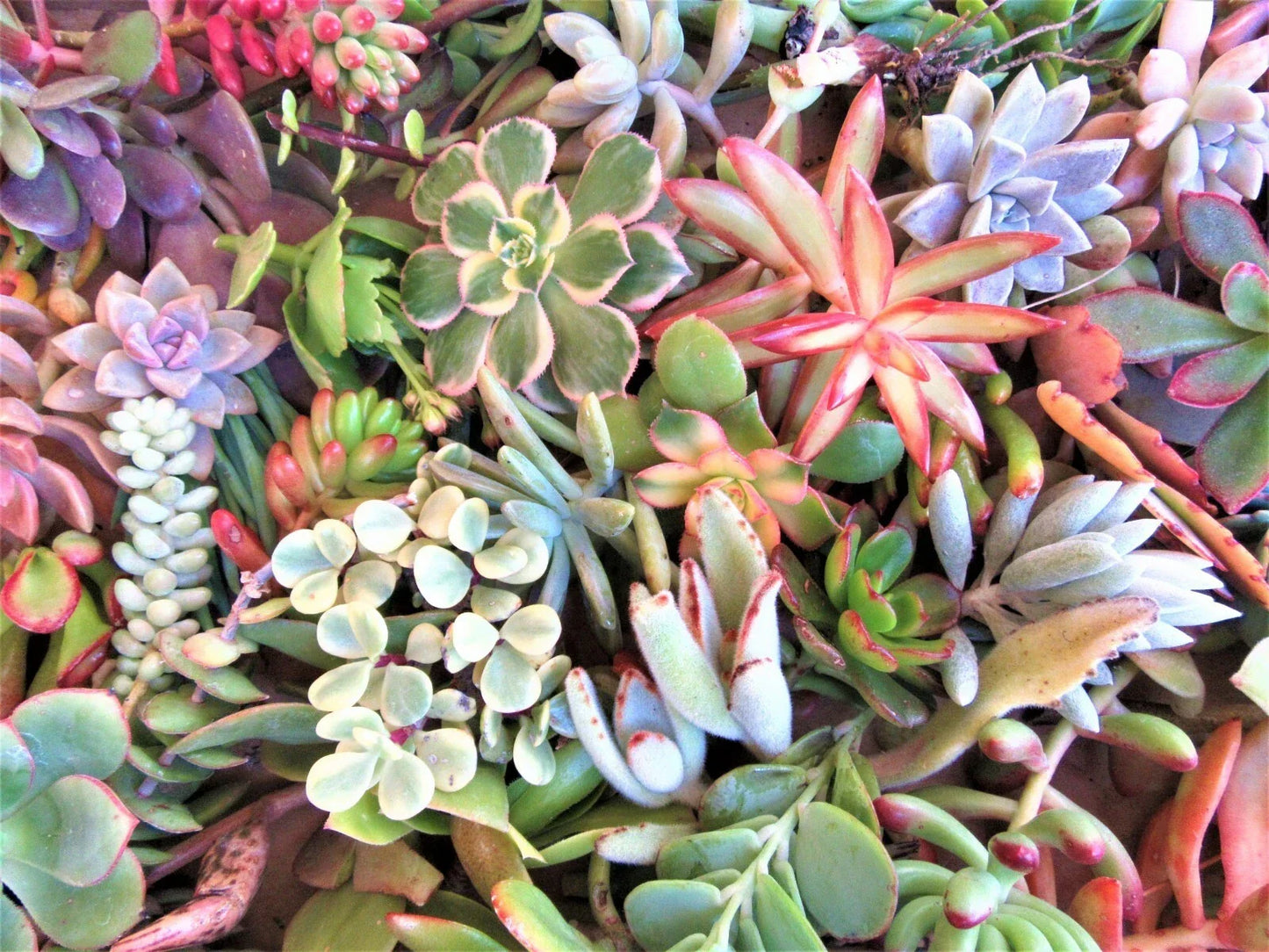 Large Succulent Cuttings 50 Pieces, 25 Varieties, 2+ lbs, for Gardening & Crafting, Echeveria, Sedum, Crassula