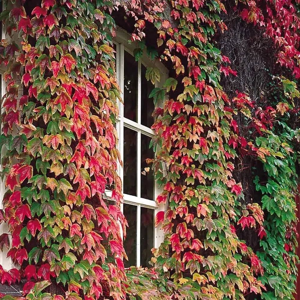Boston Ivy Seeds - 50 Pack, Parthenocissus tricuspidata, Climbing Vine, Fall Foliage, Garden Cover, USA Seller 2024