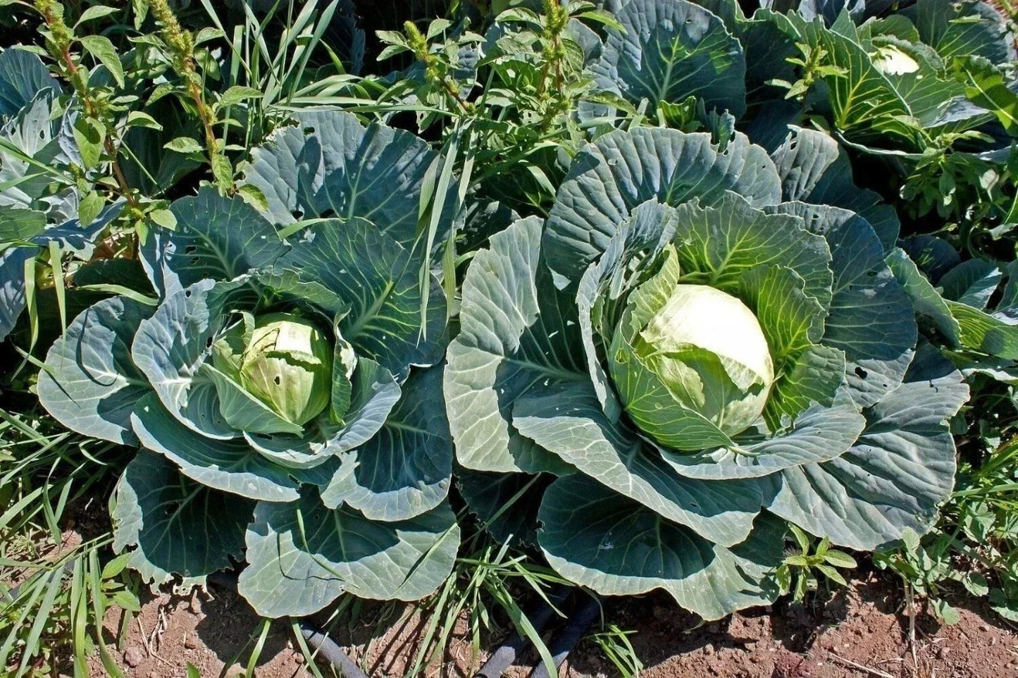 Cabbage Seeds - Heirloom Brunswick Variety - Non-GMO Brassica oleracea - Over 100 Fresh Seeds for Gardening & Cooking