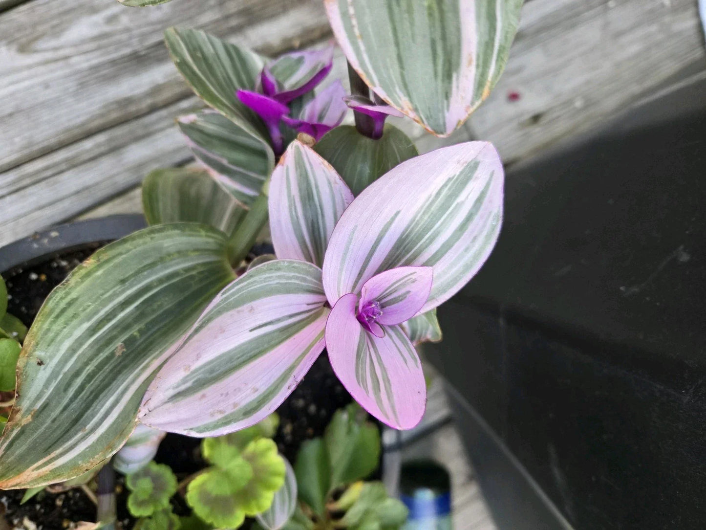 Tradescantia Nanouk Cuttings - 3 Large Pink Wandering Jew Plant Propagation Cuttings - Indoor Gardening, Variegated Leaves
