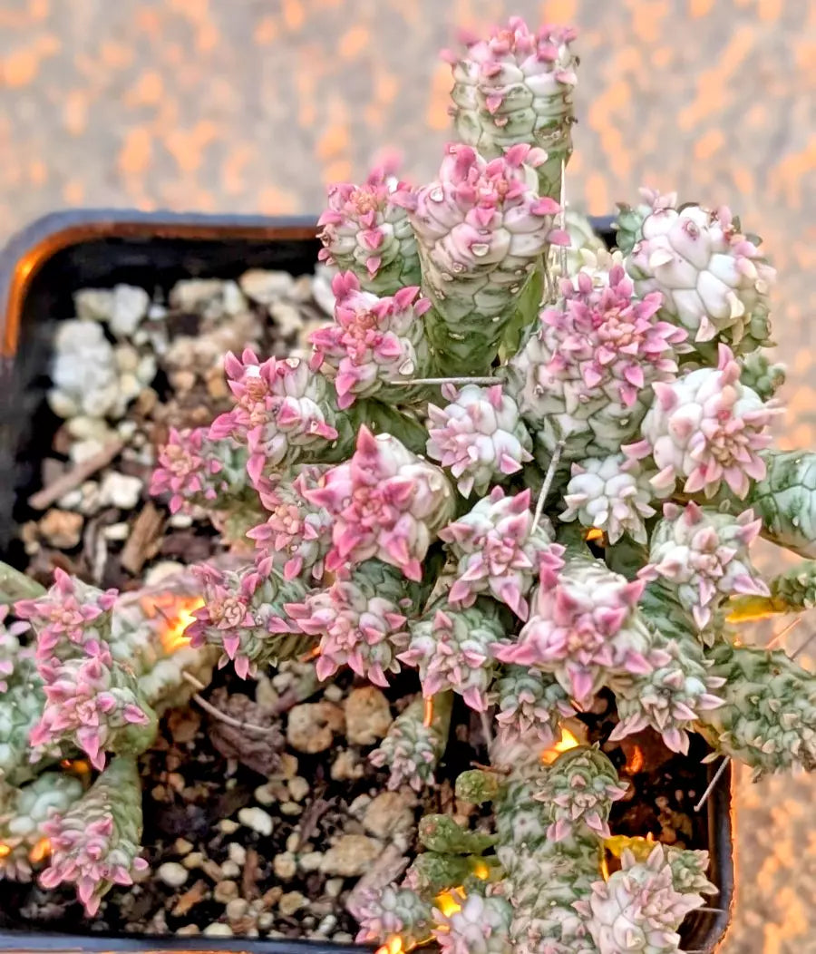 Rare Pink Euphorbia Mammillaris Variegata Succulent - 2" Rooted Plant, Indian Corn Cob, Pink Green Variegation