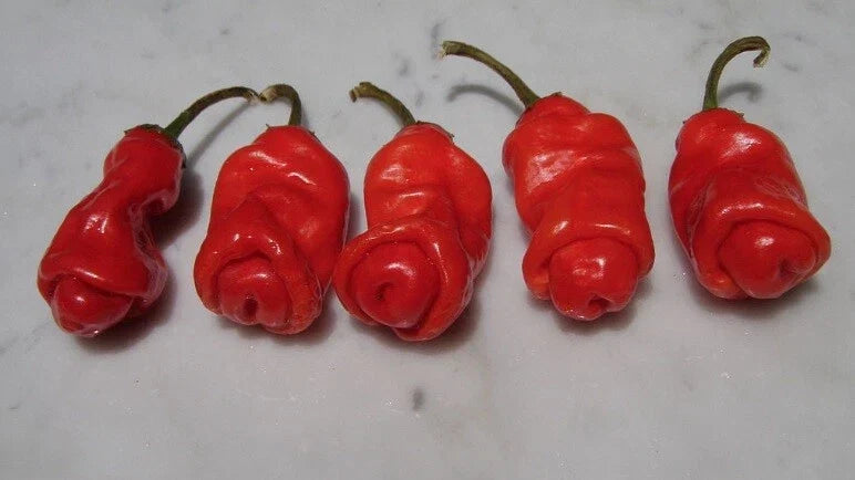 Red Peter Pepper Seeds - Heirloom, Very Hot Chili, Capsicum annuum, 10 Seeds for Spicy Sauces & Garden Gift
