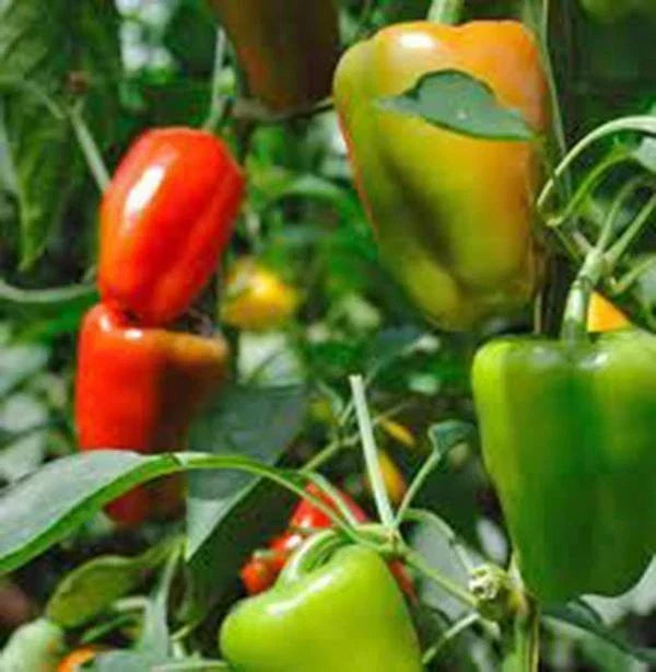 Bell Pepper Seeds, California Wonder Heirloom Variety, Large Fruit, Capsicum annuum, 20+ Seeds for Home Gardening