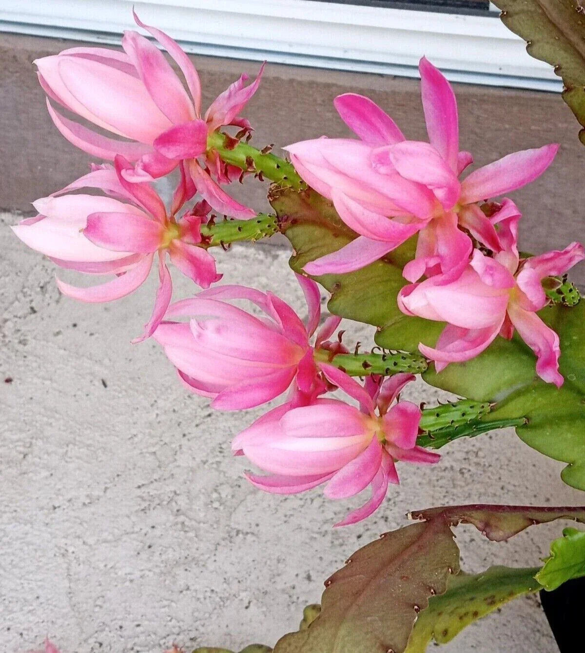 Rare Orchid Cactus Live Plant 6" German Empress Epiphyllum Succulent Houseplant, Rooted, Easy Care, Exotic Blooms