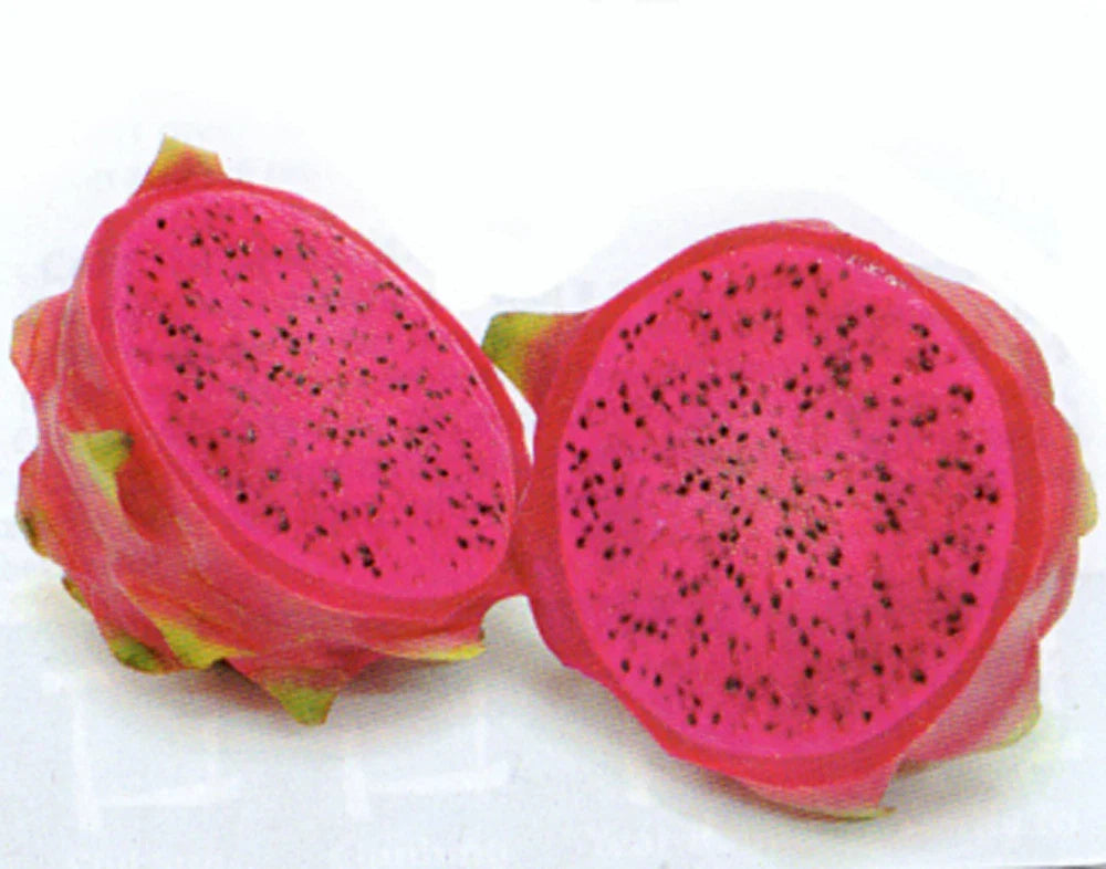 Dragon Fruit Cuttings 5-7 Inches Halley's Comet Red Flesh Hylocereus Undatus 2 Pack