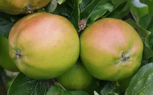 Scotch Bridget Apple Seeds - 25+ Heirloom Malus domestica Seeds for Garden Planting - USA Shipping