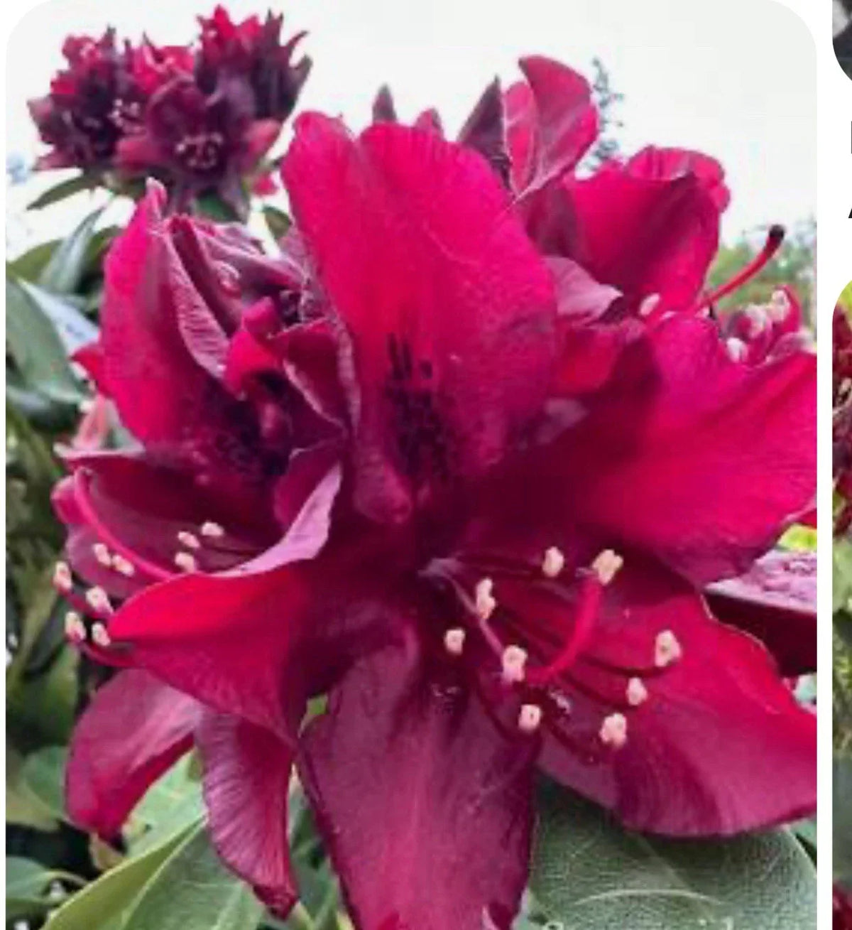 Dark Lord Rhododendron Starter Plant - Well Rooted Evergreen Shrub with Deep Burgundy Flowers, Rhododendron 'Dark Lord'