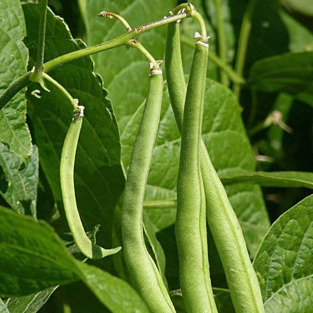 Blue-Lake Bush Bean Seeds | High-Yielding Phaseolus vulgaris | Stringless Green Beans for Garden & Container Planting