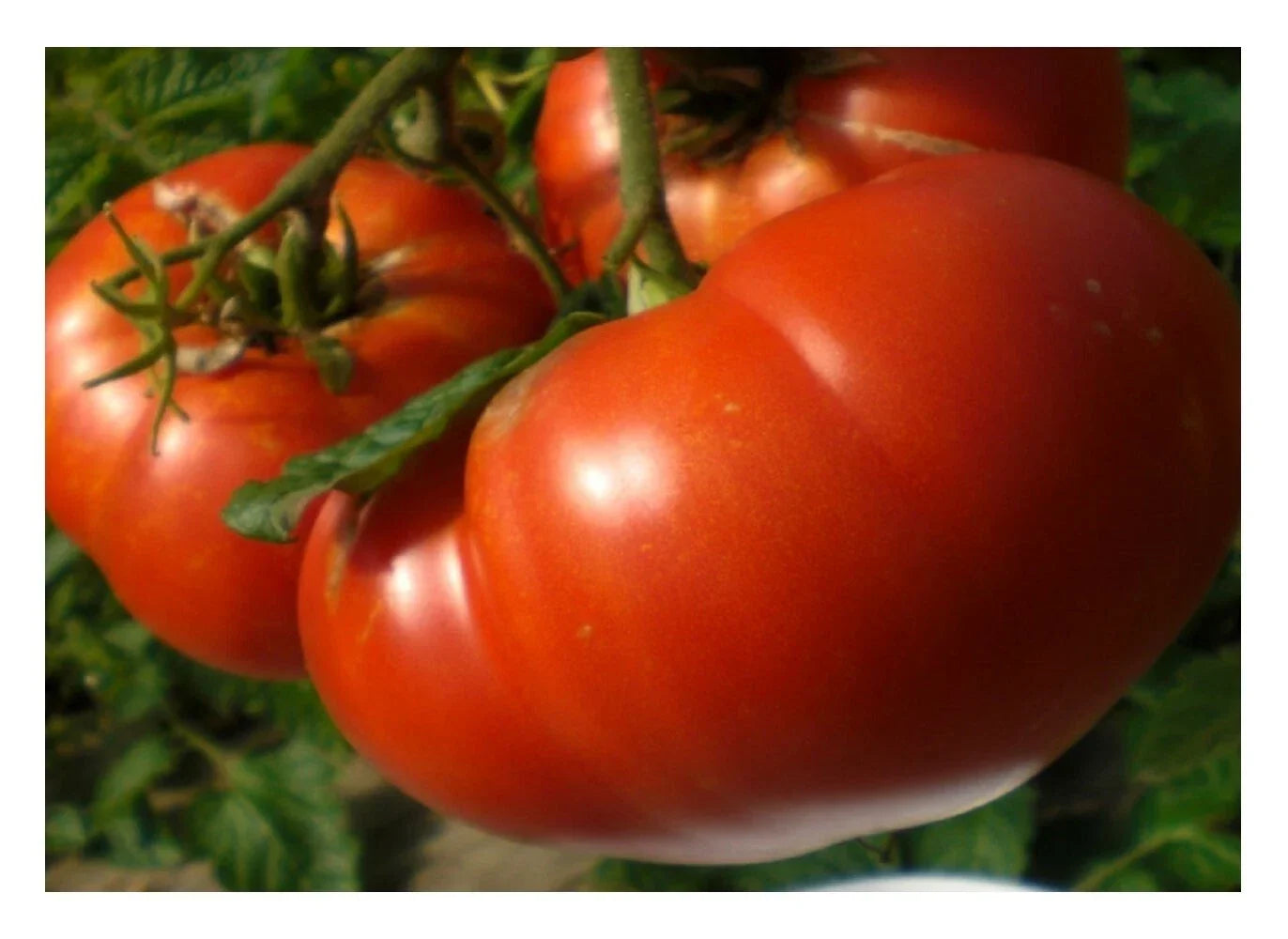 Mortgage Lifter Tomato Seeds – Enormous Beefsteak, Heirloom, NON-GMO, Solanum lycopersicum