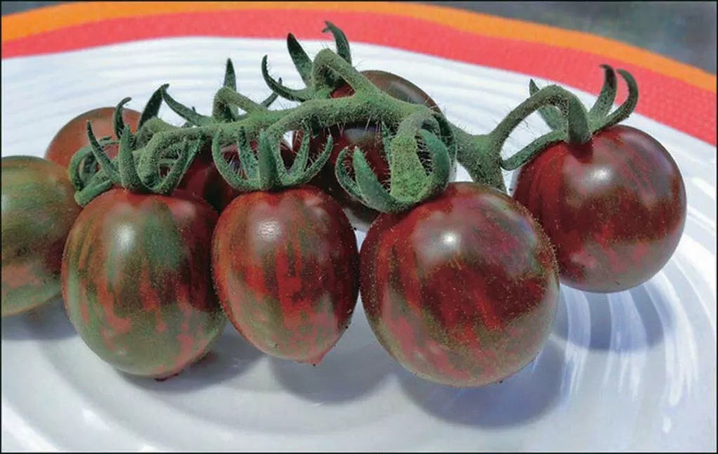Chocolate Cherry Tomato Seeds - Organic Heirloom, Super Sweet, 120+ Solanum lycopersicum Seeds for Garden, Container, and Home Growing