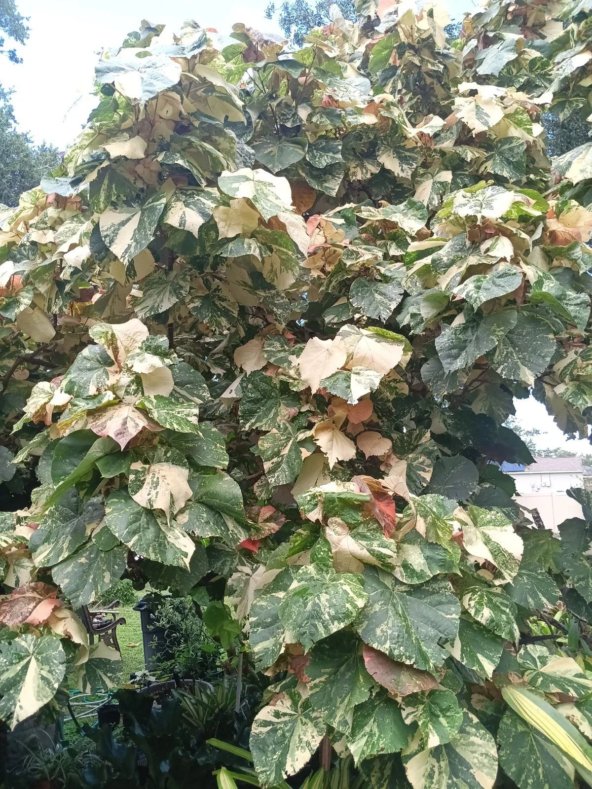 Variegated Mahoe Hibiscus Tree Plant Rooted Cutting | Hibiscus tiliaceus 'Variegata' | Tropical Foliage & Flowers