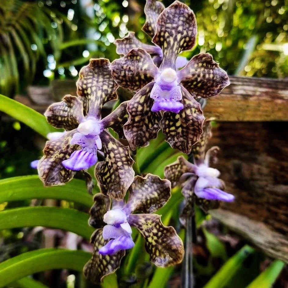 Fragrant Vanda Orchid 4" Pot - Papilionanda Ladda 'Alina' Rare Hybrid Orchid for Indoor & Garden Display