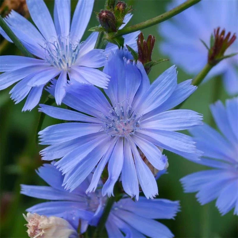 Chicory Seeds 300+ Blue Dandelion Cichorium Intybus Non-GMO for Gardening & Culinary Use - Free Shipping