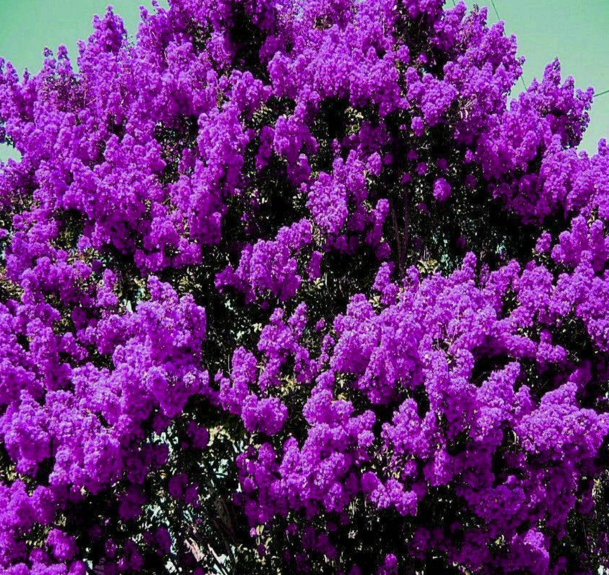 2 Live Crepe Myrtle Plants - 6" Lagerstroemia indica Bushes with Dark Purple Flowers, Rooted Flowering Starter Plants