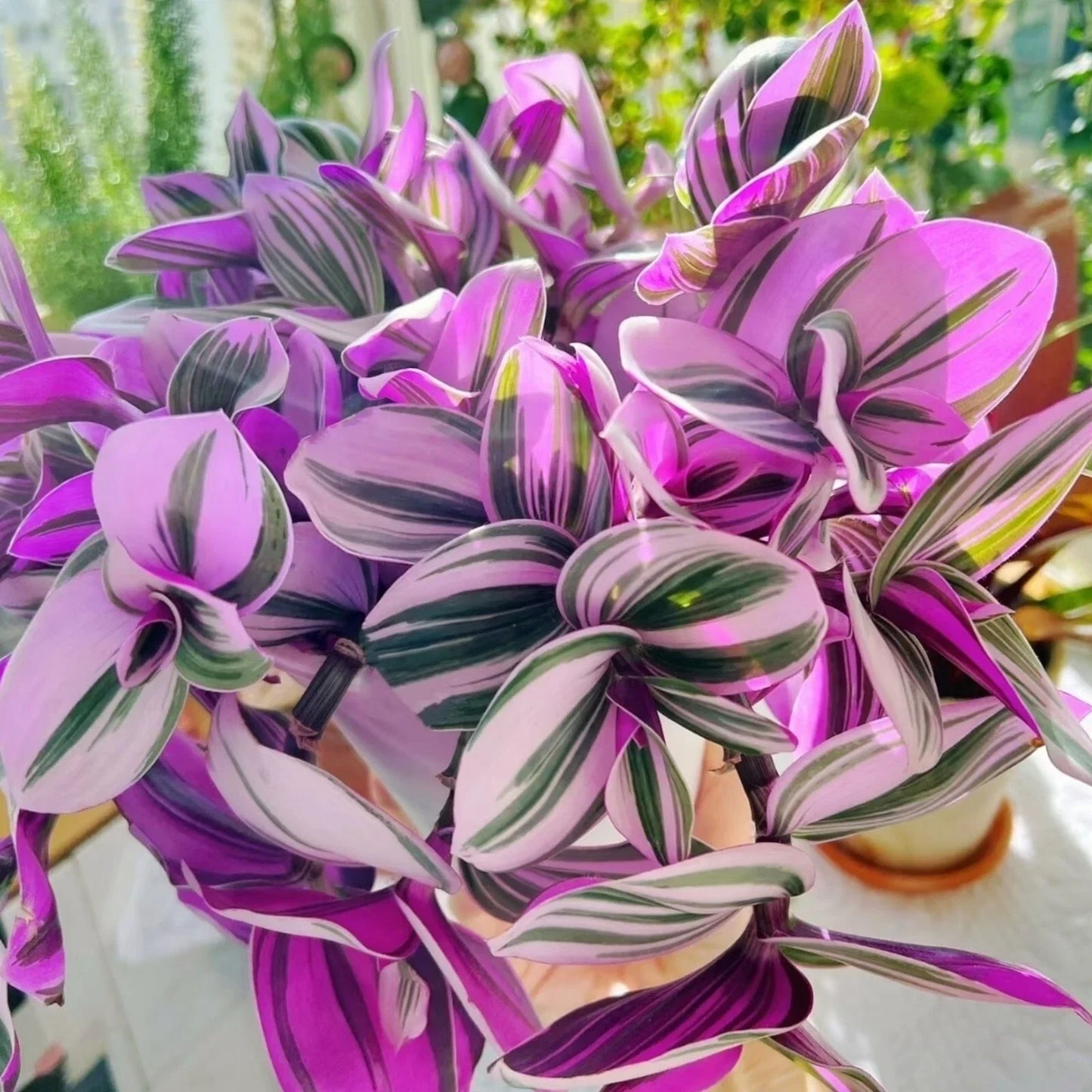 Tradescantia Nanouk Unrooted Cuttings – 3x 3-4" Pink, Purple, Green Foliage – Wandering Jew Plant Propagation